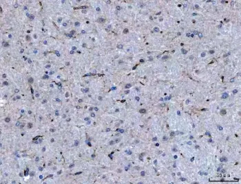 Semaphorin-4F Antibody / SEMA4F - image 1