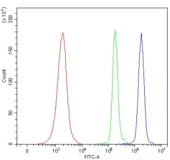 Spermine synthase Antibody / SMS - image 1
