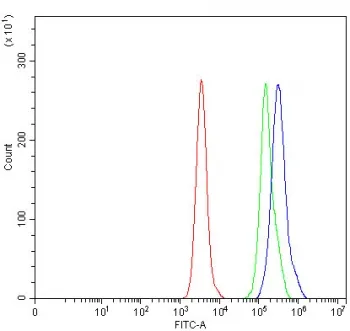 RNMT Antibody / mRNA cap methyltransferase - image 1