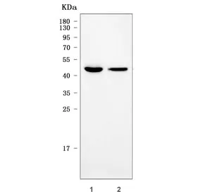 Sorting nexin 30 Antibody / SNX30 - image 1