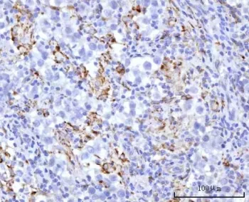 UBXN8 Antibody / UBX domain-containing protein 8 - image 1