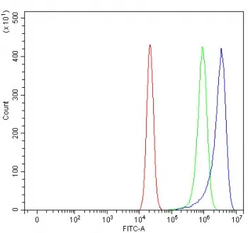 Paraoxonase 2 Antibody / PON2 - image 1