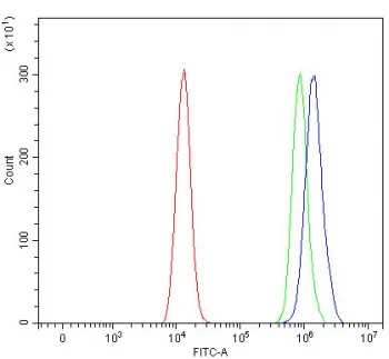 RBM11 Antibody / RNA-binding motif protein 11 - image 1