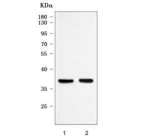 mPR delta Antibody / PAQR6 - image 1