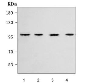 WFS1 Antibody / Wolframin - image 1