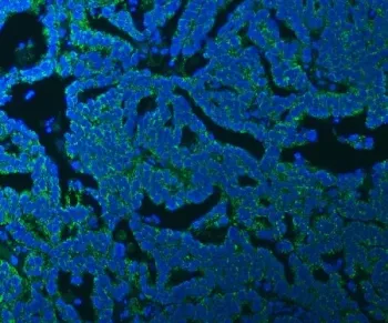 SSBP1 Antibody / Single-stranded DNA-binding protein - image 1