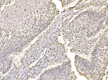 c-Jun Antibody / JUN - image 1