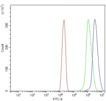 ORC1 Antibody / Origin Recognition Complex 1 - image 1