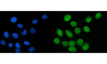RCOR1 Antibody / REST corepressor 1 / CoREST - image 1