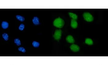 Nr0b2 Antibody / Nuclear receptor subfamily 0 group B member 2 - image 1