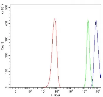 PAN2 Antibody / PAN deadenylation complex subunit 2 / USP52 - image 1
