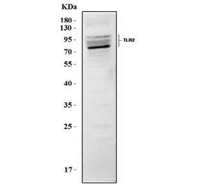 Tlr2 Antibody - image 1