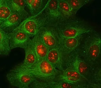 POLR2H Antibody / DNA-directed RNA polymerases I, II, and III subunit RPABC3 - image 1