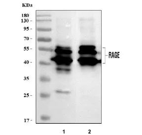 Rage Antibody / Ager - image 1