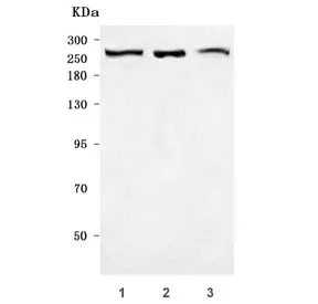 PRPF8 Antibody / Pre-mRNA-processing-splicing factor 8 - image 1