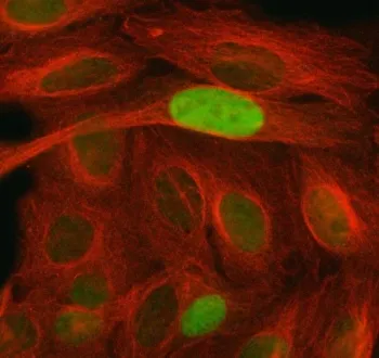p21 Antibody / CDKN1A - image 1