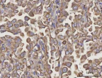 NDUFA4 Antibody - image 1