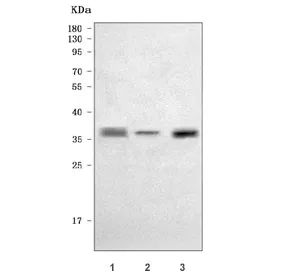 SOX2 Antibody - image 1