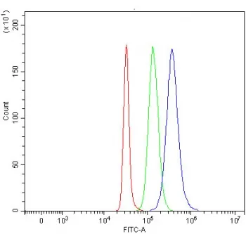 TSC22D1 Antibody / TSC22 domain family protein 1 - image 1