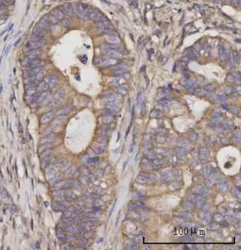 SCLY Antibody / Selenocysteine lyase - image 1