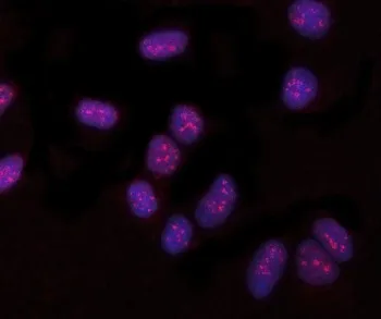 PYROXD1 Antibody / Pyridine nucleotide-disulfide oxidoreductase domain-containing protein 1 - image 1