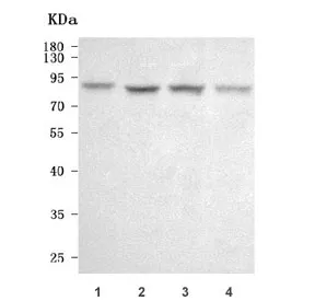 SEMA3D Antibody / Semaphorin 3D - image 1