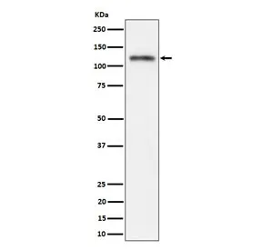 SEMA4D Recombinant Antibody / Semaphorin 4D / CD100 - image 1