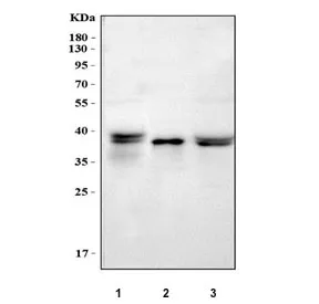 Alpha 1 microglobulin Antibody / AMBP / Bikunin - image 1