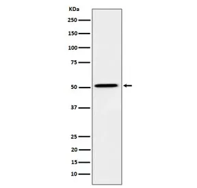 HNF4A Recombinant Antibody - image 1