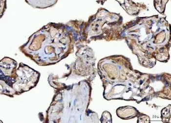 MOCS2 Antibody / Molybdopterin synthase catalytic subunit - image 1