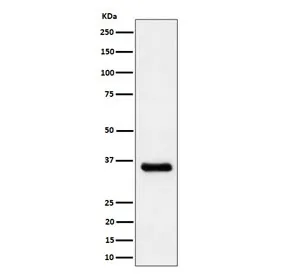 CCNH Recombinant Antibody / Cyclin H - image 1