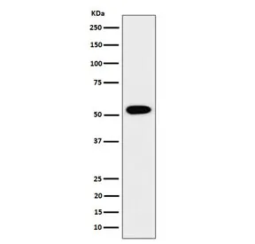 GRSF1 Recombinant Antibody / G-rich sequence factor 1 - image 1