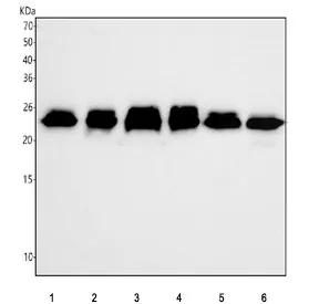 RAB5C Recombinant Antibody - image 1