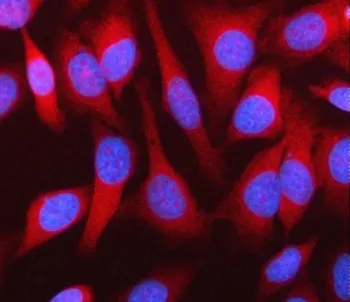MPHOSPH9 Antibody / M-phase phosphoprotein 9 - image 1
