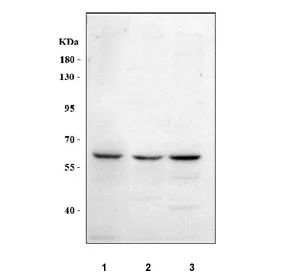 MEGF9 Antibody / Multiple epidermal growth factor-like domains protein 9 - image 1