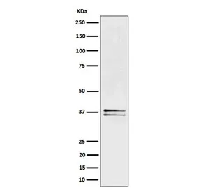 LAT Recombinant Antibody / Linker for Activation of T cells - image 1