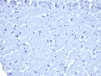 Mouse IgG1 Antibody / Isotype Control for Mouse - image 1