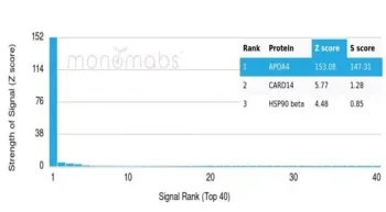 APOA4 Antibody / Apolipoprotein A4 - image 1