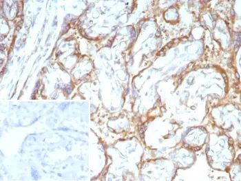 c-RET Antibody - image 1
