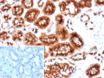 CD10 Recombinant Antibody / Neprilysin - image 1