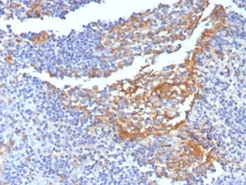 CD14 Antibody - image 1