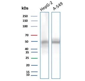 NSE Antibody / Neuron Specific Enolase - image 1