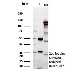Complement 4d Recombinant Antibody - image 1
