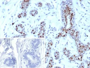 GATA3 Recombinant Antibody - image 1