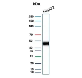CD147 / Emmprin / Basigin Recombinant Antibody - image 1