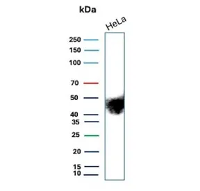 CD147 / Emmprin / Basigin Recombinant Antibody - image 1