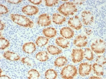 CDX2 Recombinant Antibody - image 1