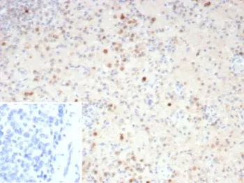 Resistin Antibody / RETN - image 1
