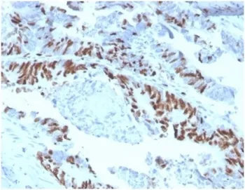 MCM2 Antibody - image 1