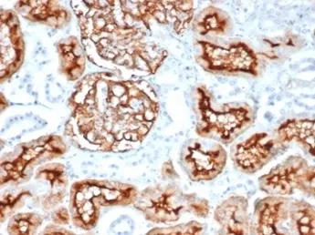 CD10 Antibody / Neprilysin - image 1